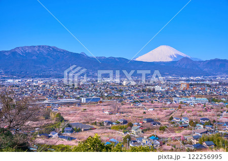 神奈川県小田原市の曽我梅林と市街地の眺望(小田原市,富士山,矢倉岳など) 122256995