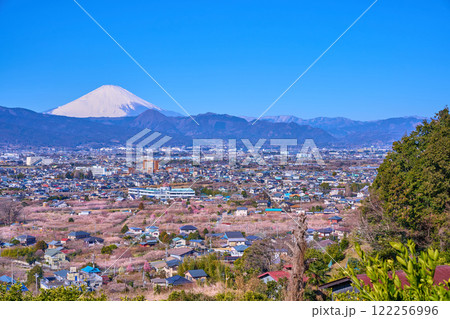 神奈川県小田原市の曽我梅林と市街地の眺望(小田原市,富士山,矢倉岳など) 122256996