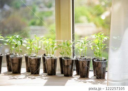 seedlings, young pepper sprouts in cups on the windowsill, planting seeds 122257105