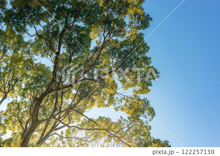 大きな木々の林、常緑の巨樹 122257130