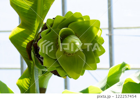 スノーバナナの開花、富山県中央植物園 122257454