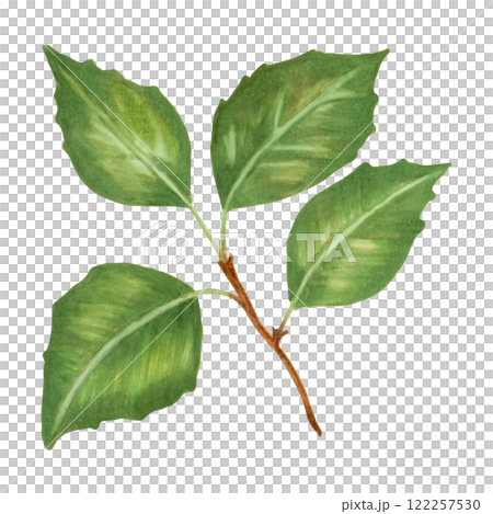 A branch with apple tree leaves. Watercolor and marker illustration. Hand drawn isolated art. Botanical green branch. Fruit foliage sketch for design decoration. Plant with greenery. 122257530