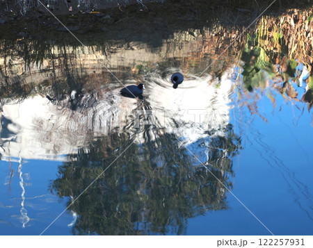 「スイスイ…」「パチャパチャ…」（江ノ口川に浮かぶ二羽のオオバン） 122257931