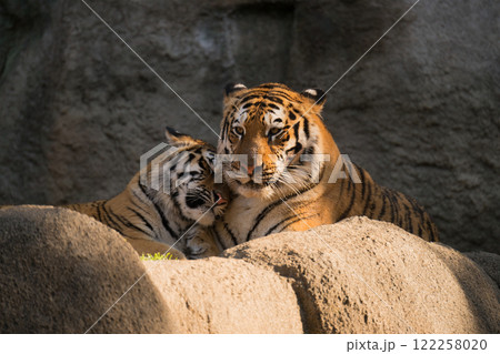 母に甘えるアムールトラの娘 122258020