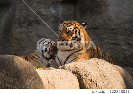 母に甘えるアムールトラの娘 122258021