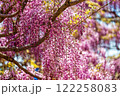 晴れた日に咲いているピンクの藤の花 122258083