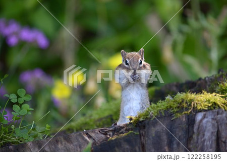 エゾシマリス 122258195