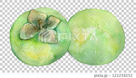 水彩イラスト　まだ青い柿の実 122258252