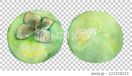 水彩イラスト　まだ青い柿の実 122258253