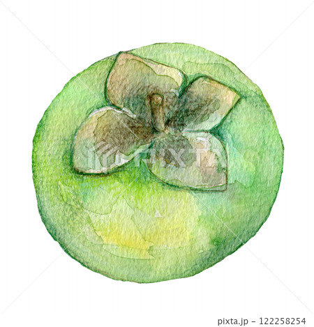 水彩イラスト　まだ青い柿の実 122258254