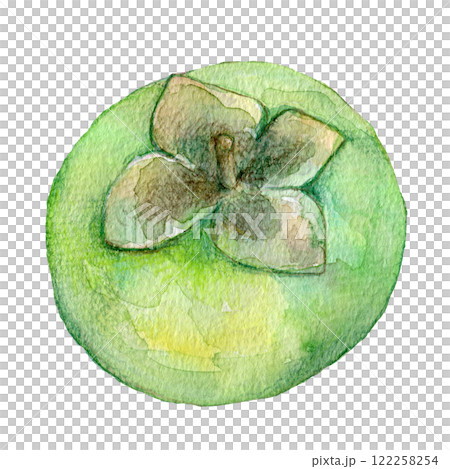 水彩イラスト　まだ青い柿の実 122258254