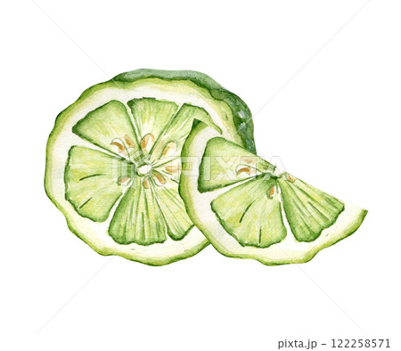 Juicy green citrus segments watercolor illustration in botanical style painted. Fresh sliced lime kaffir drawing isolated. Half and slice bergamot hand drawn sketch. Citrus fruits for design label tea 122258571