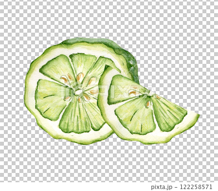 Juicy green citrus segments watercolor illustration in botanical style painted. Fresh sliced lime kaffir drawing isolated. Half and slice bergamot hand drawn sketch. Citrus fruits for design label tea 122258571