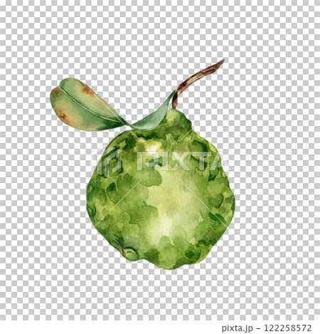 Kaffir lime on leafy sprig watercolor illustration isolated. Citrus fruit and artistic leaf hand painted. Bergamot plant drawing. Green fruits botanical sketch for packaging, kitchen decor, label. 122258572