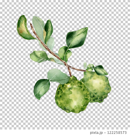 Ripe bergamot on branch by watercolor illustration isolated. Leaves of citrus tree and fruits hand drawn. Leafy Sprig of fragrant fruit painted in botanical sketch for packaging, kitchen decor, label. 122258573