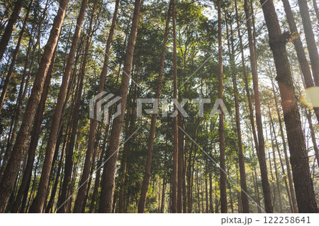 travel and people activity concept with hiking in tropical forest with pine tree on mountain travel and people activity concept with hiking in tropical forest with pine tree on mountain 122258641