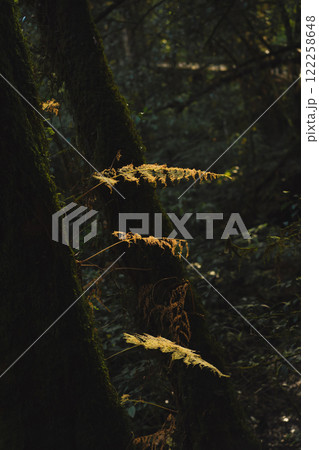 travel and people activity concept with hiking in tropical forest on mountain 122258648