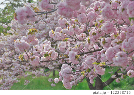 満開の八重桜(雲南市三刀屋) 満開の八重桜(雲南市三刀屋) 122258716