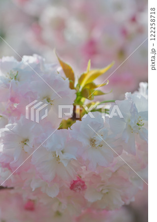 満開の八重桜と花びら(雲南市三刀屋) 満開の八重桜と花びら(雲南市三刀屋) 122258718