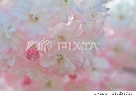 満開の八重桜(雲南市三刀屋) 満開の八重桜(雲南市三刀屋) 122258719