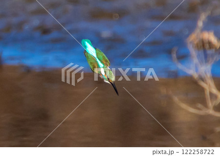 埼玉県比企郡川島町の越辺川白鳥飛来地 水中のエサの小魚を獲るため急降下で川に飛び込むカワセミ 埼玉県比企郡川島町の越辺川白鳥飛来地 水中のエサの小魚を獲るため急降下で川に飛び込むカワセミ 122258722