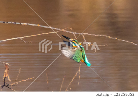 埼玉県比企郡川島町の越辺川白鳥飛来地 羽を広げて川原の枝にとまる瞬間のカワセミ 埼玉県比企郡川島町の越辺川白鳥飛来地 羽を広げて川原の枝にとまる瞬間のカワセミ 122259352