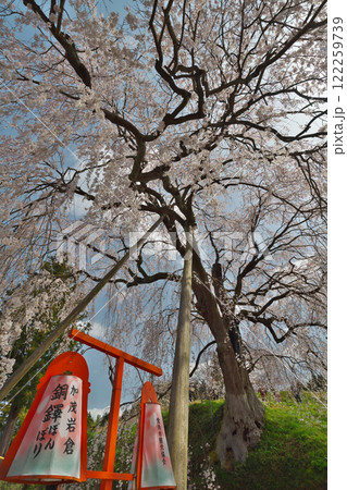 段部のしだれ桜（雲南市加茂町） 122259739