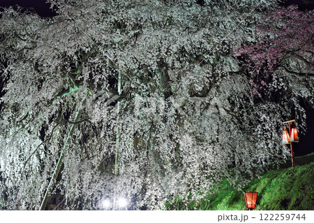 ライトアップされた夜のしだれ桜(段部:雲南市加茂町) ライトアップされた夜のしだれ桜(段部:雲南市加茂町) 122259744