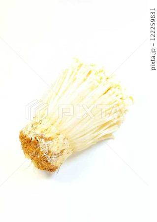 エノキタケ 榎茸 エノキダケ ナメタケ ナメススキ ユキノシタ キノコ きのこ エノキタケ 榎茸 エノキダケ ナメタケ ナメススキ ユキノシタ キノコ きのこ 122259831