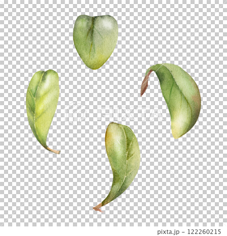 Green leaves of bush tree flower foliage, cranberry lingonberry boxwood blueberry hand drawn in watercolor. Isolated botanical illustration. Wedding, florist shop, scrapbooking, decoupage, cosmetics Green leaves of bush tree flower foliage, cranberry lingonberry boxwood blueberry hand drawn in watercolor. Isolated botanical illustration. Wedding, florist shop, scrapbooking, decoupage, cosmetics 122260215