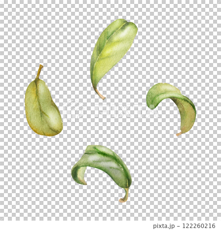 Green leaves of flower, bush tree foliage hand drawn in watercolor, cranberry lingonberry boxwood blueberry. Isolated botanical illustration. Wedding, florist shop, scrapbooking, decoupage, cosmetics 122260216