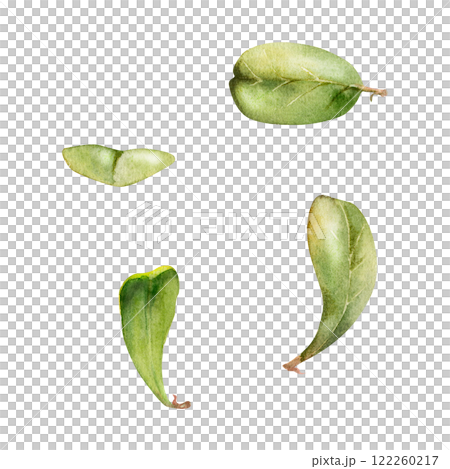 Green leaves of bush tree flower foliage hand drawn in watercolor, cranberry lingonberry boxwood blueberry. Isolated botanical illustration. Wedding, florist shop, scrapbooking, decoupage, cosmetics 122260217