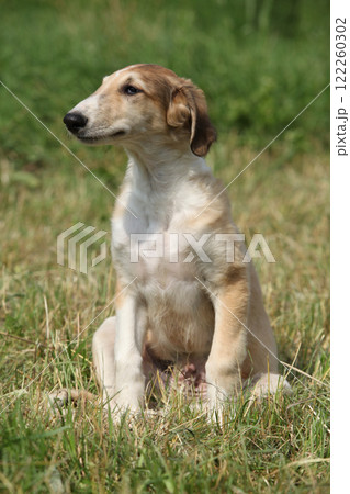 Amazing puppy of Borzoi sitting on the grass 122260302