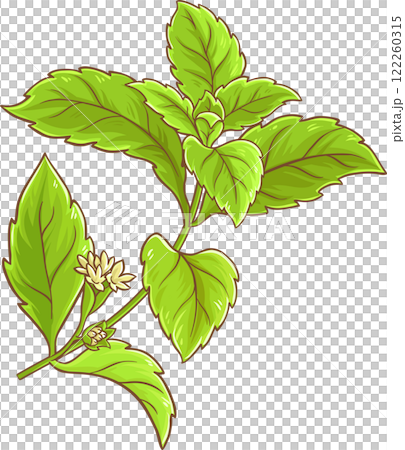 Stevia Branch Plant with Flowers and Leaves ColoredIllustration. Natural sweetener for health care, sugar substitute. Dietary supplement.  122260315