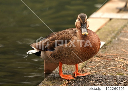 カルガモの交雑種 122260393