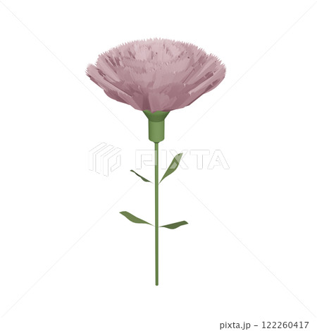 お花 ピンク色のカーネーション 122260417