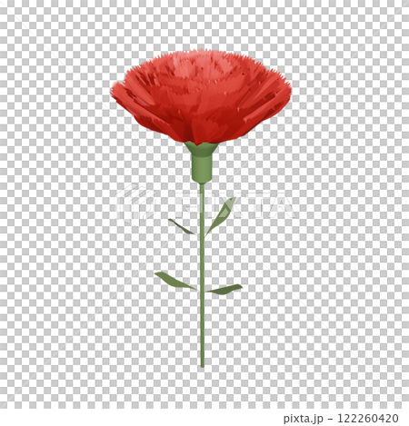花 紅色 康乃馨 122260420