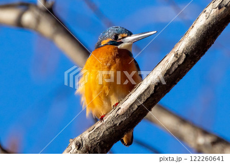 埼玉県川越市池辺　川越水上公園　修景池（ボート池）の周りの枝にとまるカワセミ 122260641