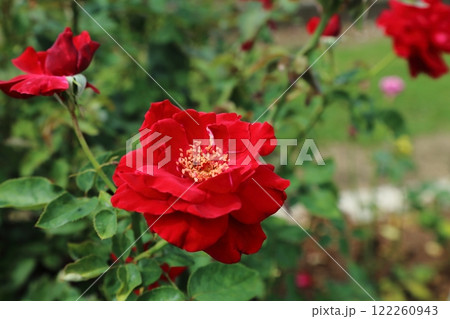 荒尾市　おもやい市民花壇　バラの花、 122260943
