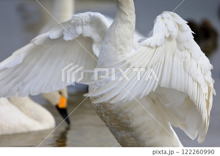 羽ばたく白鳥 122260990