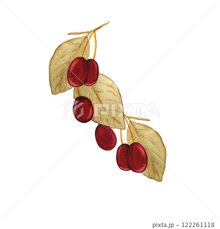 branch red dogwood berry 122261118