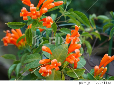 カエンカズラのオレンジ色の花 カエンカズラのオレンジ色の花 122261138