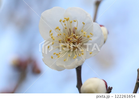 白い梅の花 白い梅の花 122261654