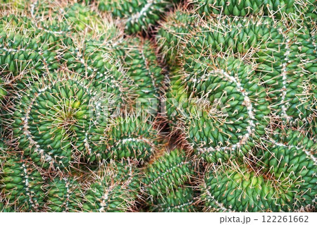 蛇みたいなサボテン 蛇みたいなサボテン 122261662