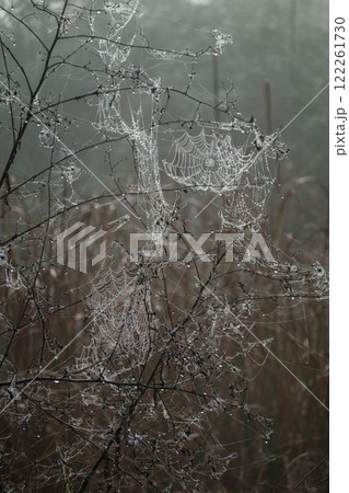 Cobwebs with dewdrops on a misty morning capturing natural beauty 122261730