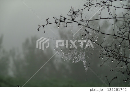 Spiderweb with dew drops on branches during a misty morning in the forest Spiderweb with dew drops on branches during a misty morning in the forest 122261742