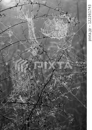 Spiderwebs with morning dew captured in a natural black and white composition 122261743