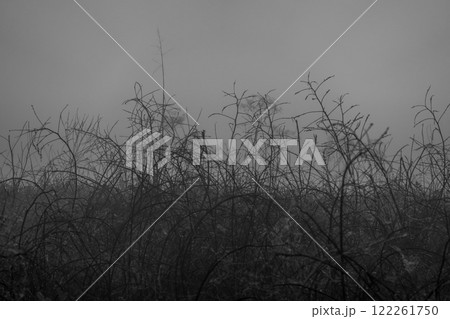 Silhouette of tangled branches in misty surreal monochrome nature scene Silhouette of tangled branches in misty surreal monochrome nature scene 122261750