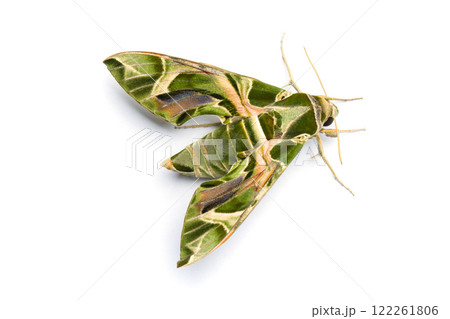 Daphnis nerii butterfly on white background, macro 122261806