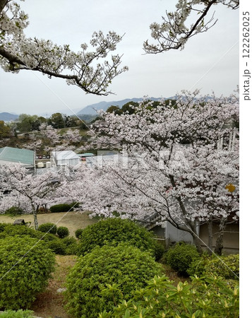 千光寺公園の桜 千光寺公園の桜 122262025